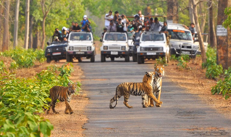 Mudumalai Tiger Reserve Pravin Travels