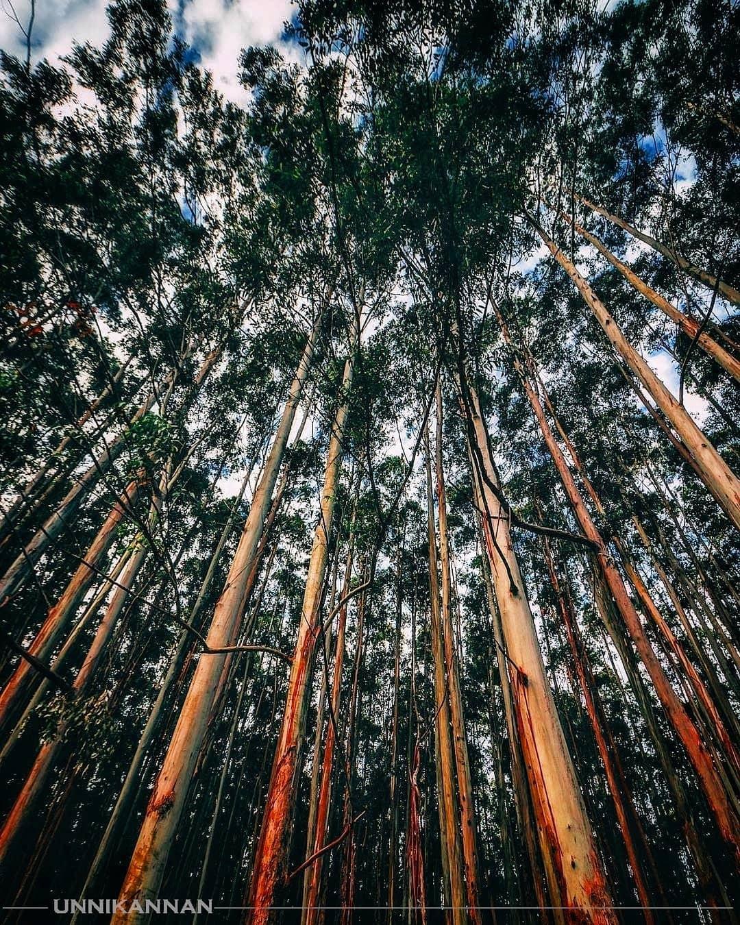 Pine Forest Pravin Travels