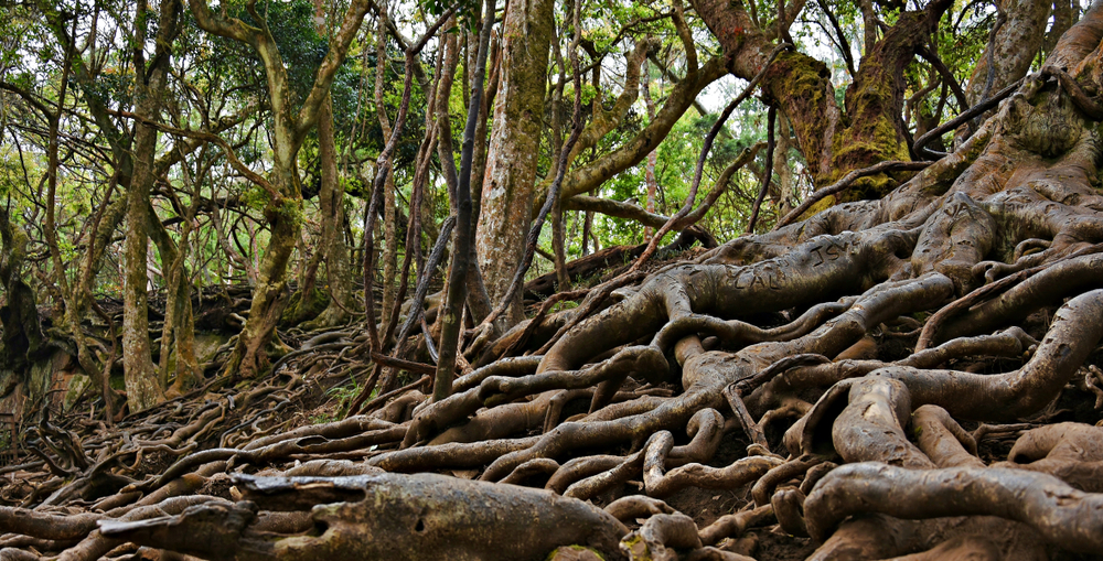 Guna Caves Pravin Travels