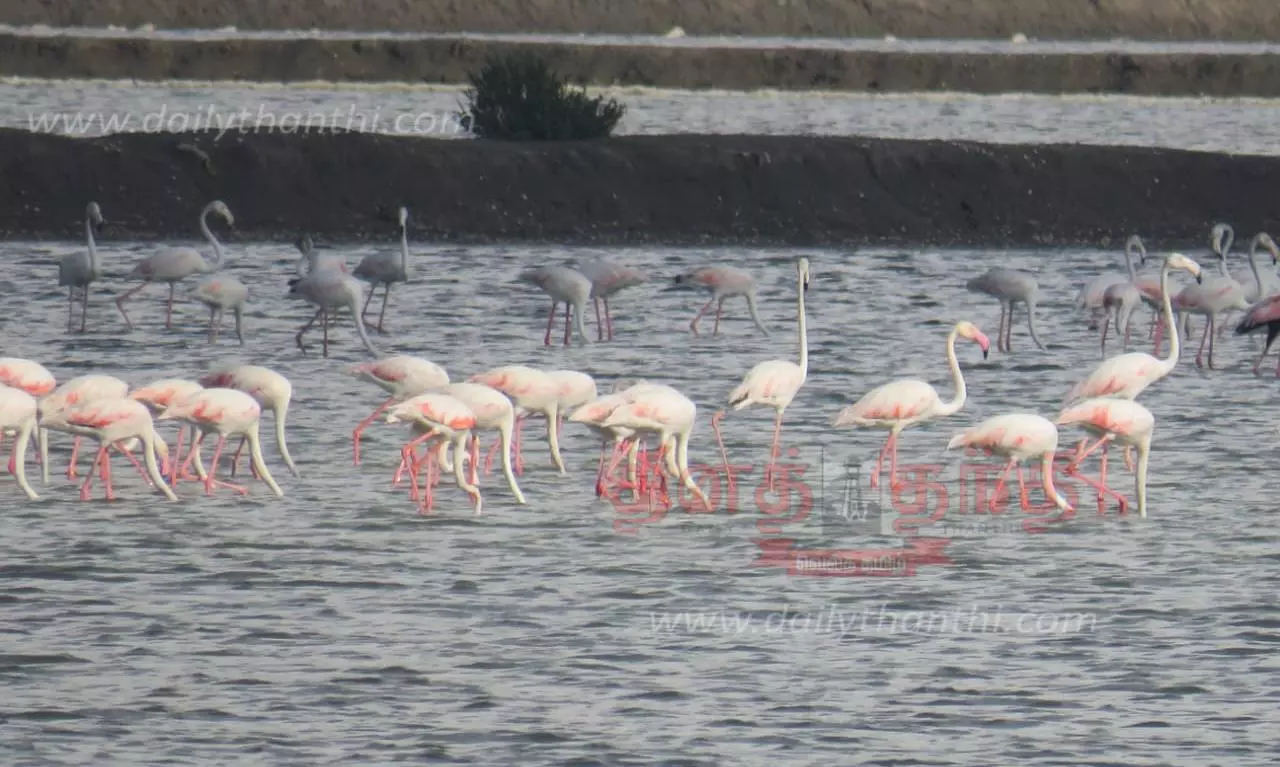 Paravaigal Saranalayam, Kodiyakarai Pravin Travels